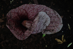 2DSCF3968-kopie-1-scaled