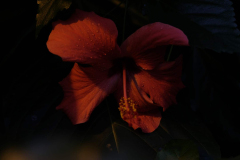 DSCF4038-kopie-scaled